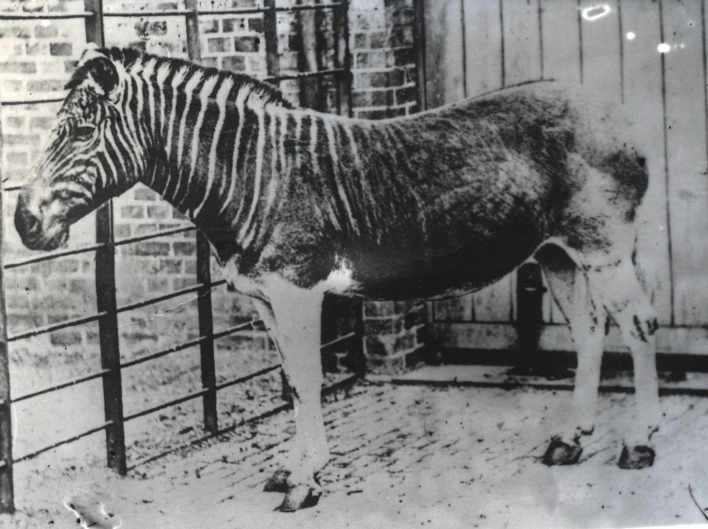 Quagga At ZSL London Zoo Probably Summer 1870